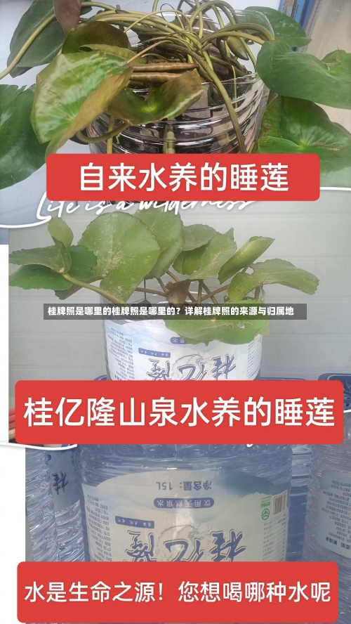 桂牌照是哪里的桂牌照是哪里的？详解桂牌照的来源与归属地